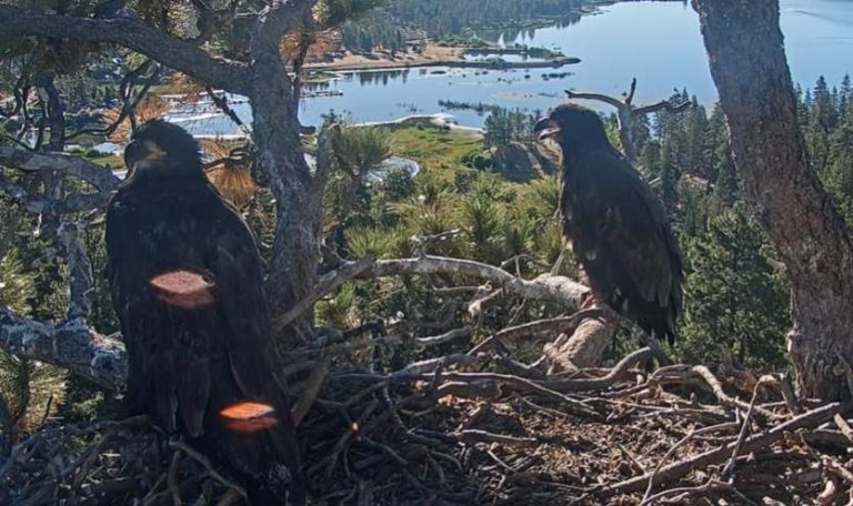 Thousands Sign Petition To Halt Big Bear Fireworks For Eagles