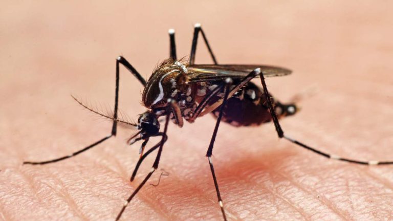West Nile Virus Detected in San Gabriel Valley Mosquitoes