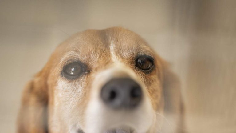 Wisconsin Beagle Facility to Close Permanently