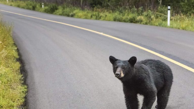 A Bear Walks Into an Office in Crestline…Literally