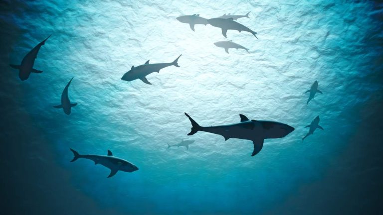California’s Shark Lab Runs Out of Funding
