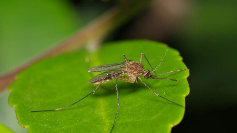 CDC Issues Travel Warning After Outbreak Of Deadly Incurable Mosquito Virus
