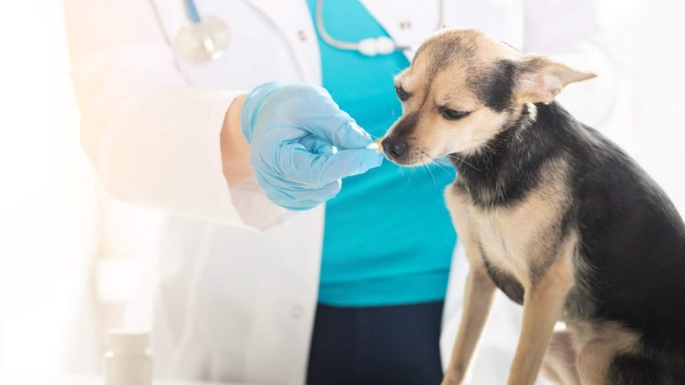 CVS Pharmacy Now Filling Pet Prescriptions