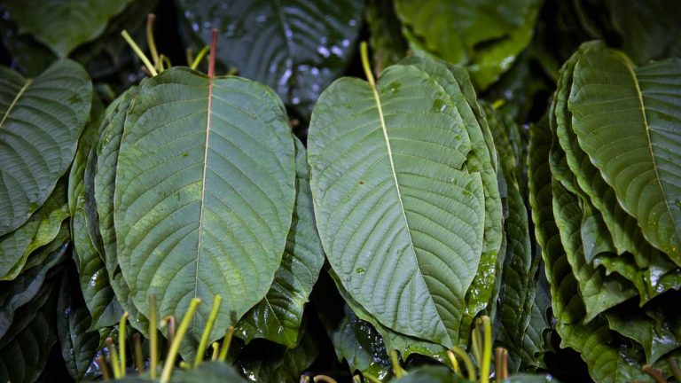 DEA To Ban Opioid-Like Kratom