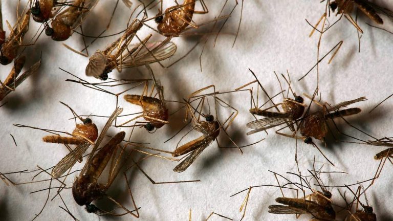 First Human West Nile Virus Case of 2026 Reported in LA County