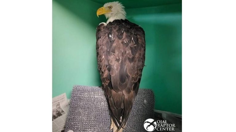 Jackie The Bald Eagle Recovering After Attack