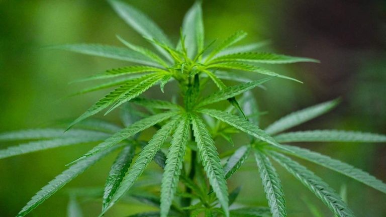 Lawmakers Propose Marijuana Bill To End Federal Ban