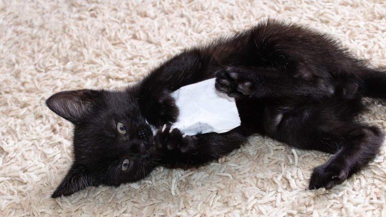 Man Tried To Rob A Bank With Stolen Kitten, Gets Arrested