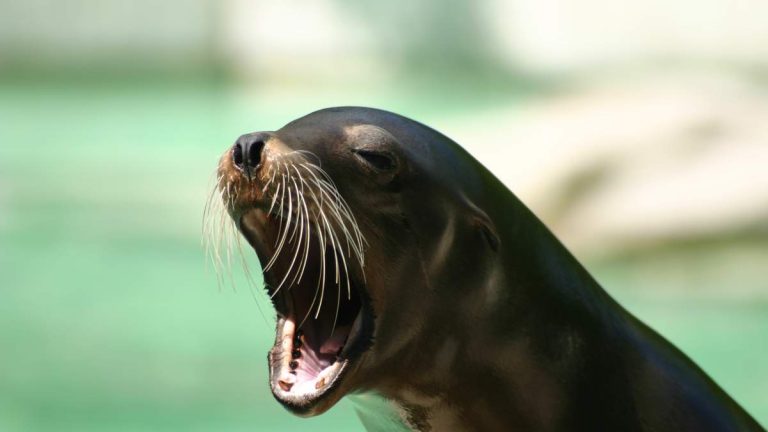 Sea Lions Chase Tourists Off La Jolla Beach