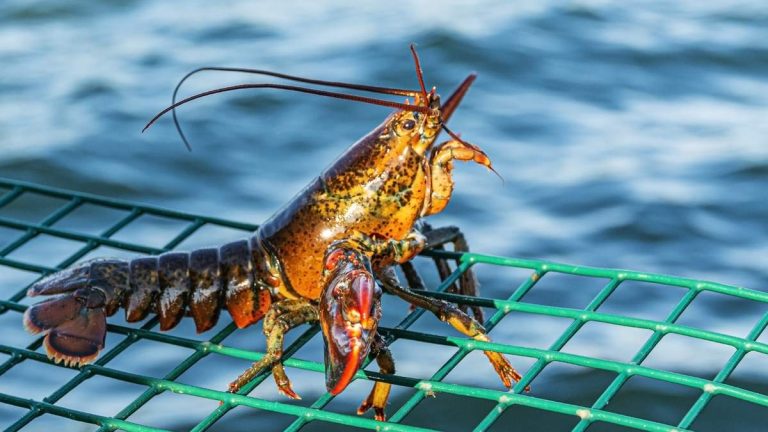 Six Arrested at Santa Monica Pier For Allegedly Poaching Lobsters