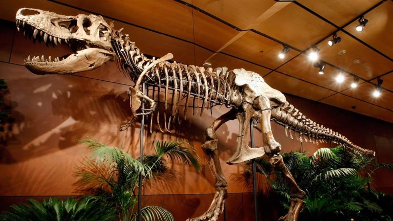 T-Rex Fossil Could Fetch Millions At Auction