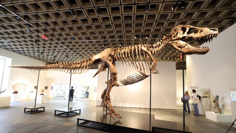 T. Rex Fossil ‘Gus’ Sets Auction Record With $50.1 Million Sale