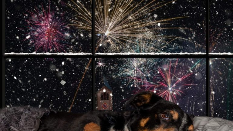 Tips To Help Keep Your Pets Calm During Fourth Of July Fireworks