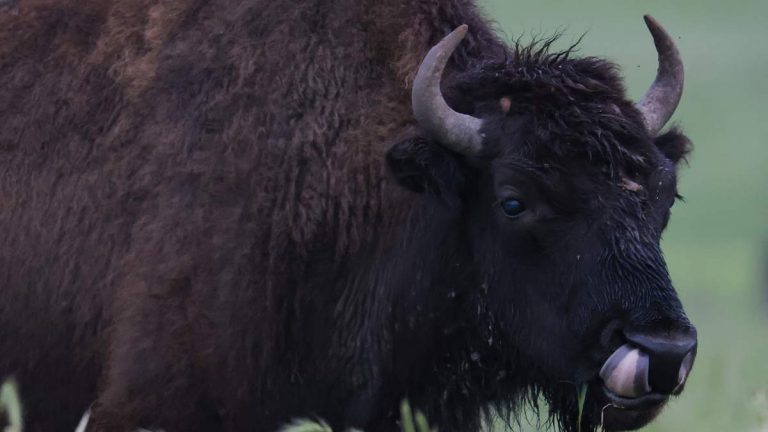 Tourist Hospitalized After Bison Tossed Him Into The Air At Yellowstone