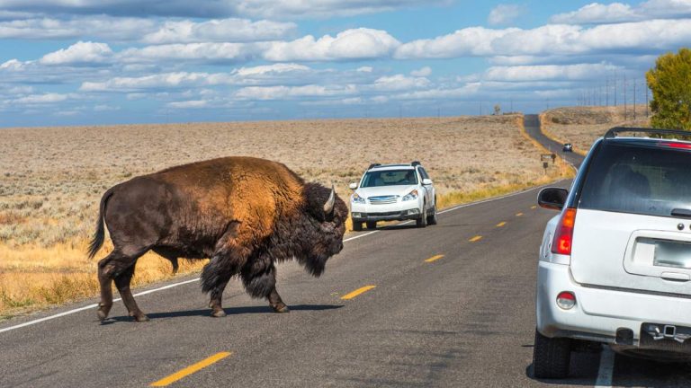 Wild Video Shows Massive Bison Pop Car’s Tire In Yellowstone National Park