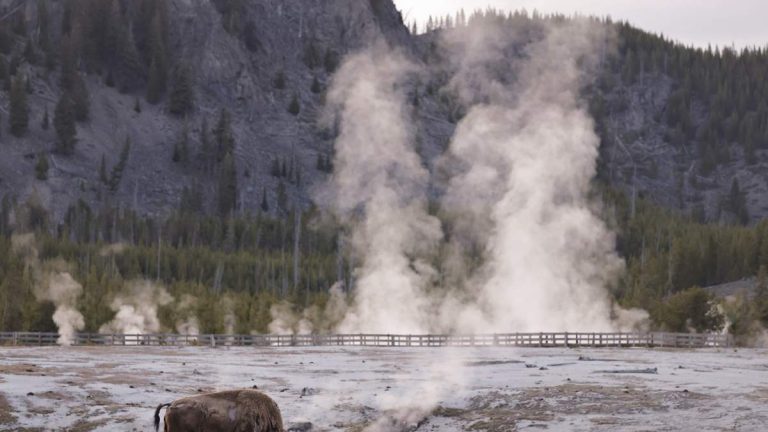 Yellowstone Bison That Tossed Tourist Won’t Be Euthanized