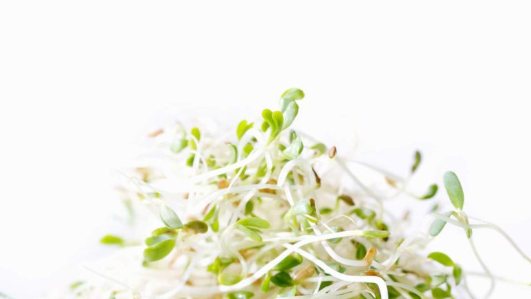Alfalfa Sprouts Linked To Dual Bacterial Outbreak