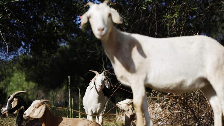 CA Goat Grazing For Wildfire Protection Faces Threat From Wage Change